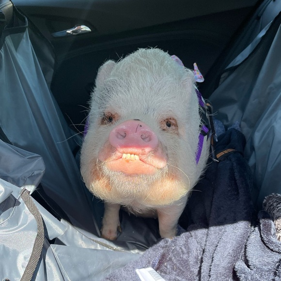 Why I Posh - Picture 8 of 16